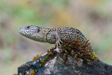 sand lizard