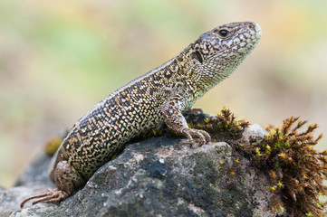 sand lizard