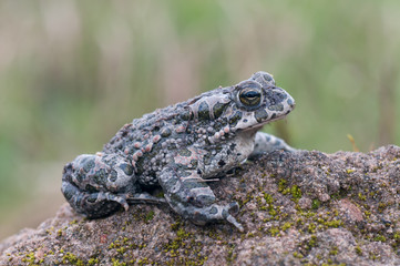 Bufo virdis
