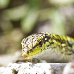 Lizard, Lucertola, sauro