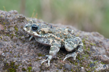 Bufo virdis