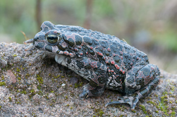 Bufo virdis