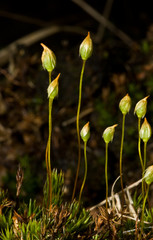 Obraz na płótnie Canvas Kwiatostan Haircap Moss (Polytrichum).