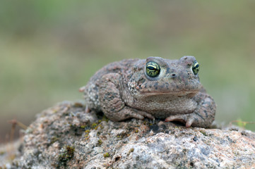 Bufo calamita
