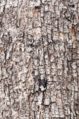 Tree bark texture