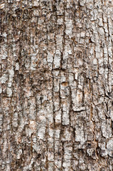 Tree bark pattern