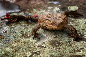 Frog climbing rocks with moss