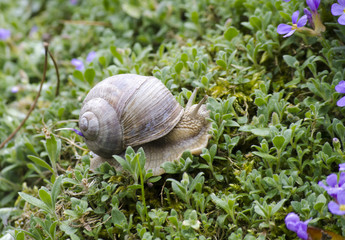 schnecke 1