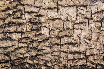 Rry bark pattern