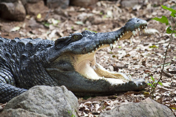 Siamese crocodile (Crocodylus siamensis)