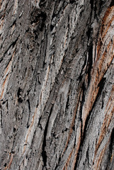 Willow Tree Bark Background
