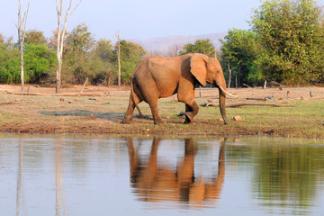 Fototapeta premium Elefant am Karibasee