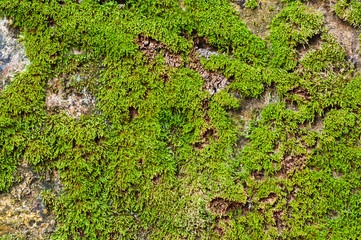 Green moss on the ground
