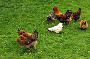 Chickens