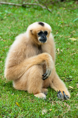 macaques in open zoo