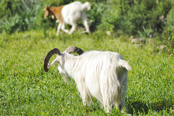 Obraz premium caprone