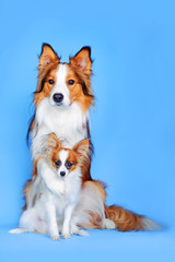 Border collie and Papillon dogs on the blue background
