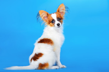 Papillon puppy 5 months old on the blue background