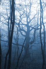 dark forest with fog and cold light