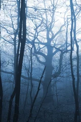  dark forest with fog and cold light © Péter Mács