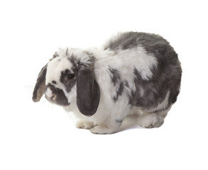 Cute Grey and White Bunny Rabbit Facing Left On White