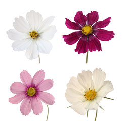 collection of four cosmos daisies isolated on white background