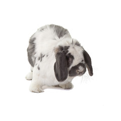 Cute Grey and White Bunny Rabbit Facing Right On White