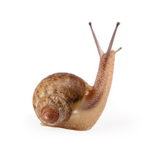 garden snail is being looked © chungking