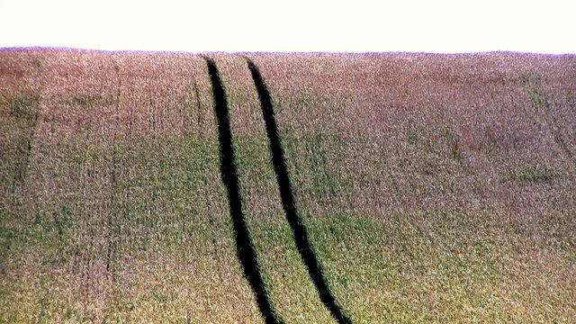 Changing light over wheat field