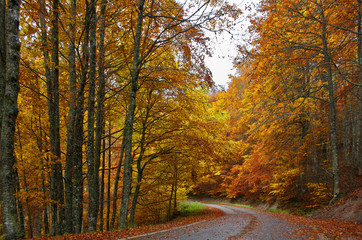Carretera otoño