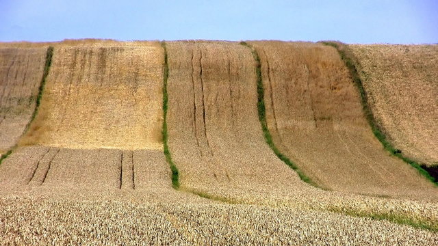 Changing light over wheat field