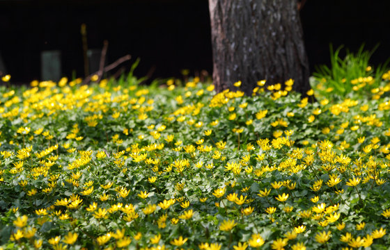 Lesser Celandine