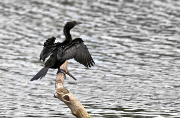 Bird, Little Cormorant, Phalacrocorax niger, basking in sun, per