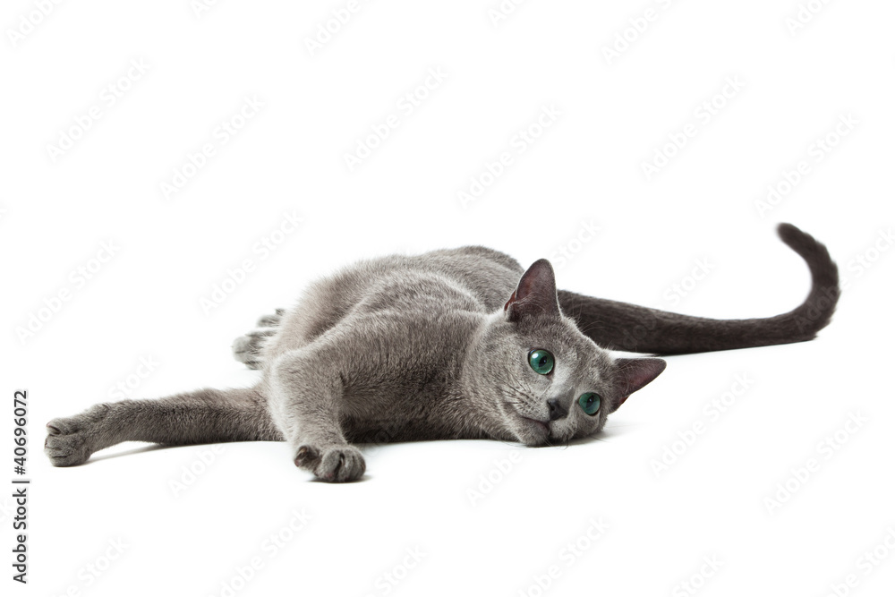 Wall mural Russian Blue cat on white .