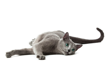 Russian Blue cat on white . - obrazy, fototapety, plakaty