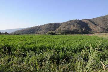 Paisaje de campo ,Chile