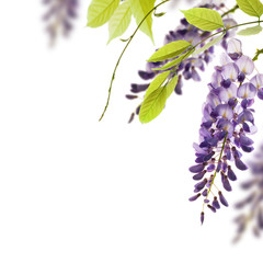 glycine de chine - bordure. Wisteria