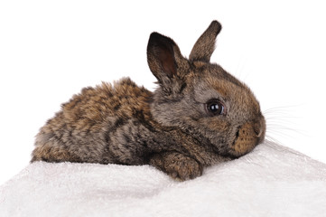 grey baby rabbit
