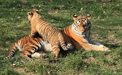 tigre et tigreau jouant