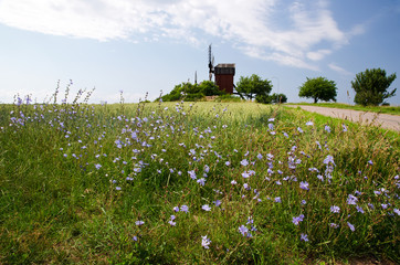 Chicory flowers