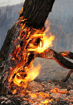 Burning tree