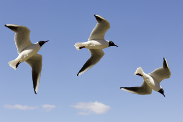 Fototapeta premium Three phases of flight