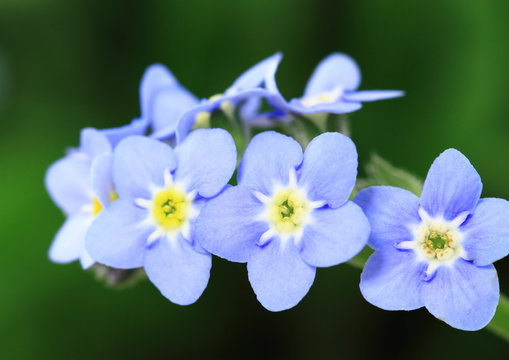 勿忘草 Images Browse 523 Stock Photos Vectors And Video Adobe Stock