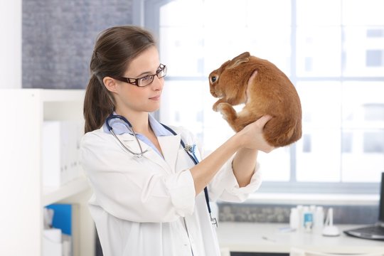 Smiling vet examining rabbit
