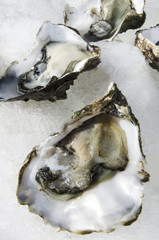 Seafood - Oysters