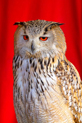 Eurasian Eagle-Owl
