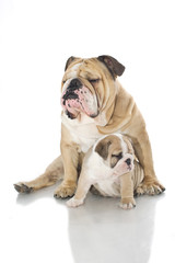 English bulldog puppy with adult bulldog isolated