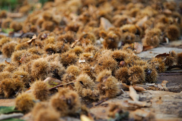 Castañas