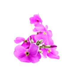 Fototapeta na wymiar Pink flowers on white