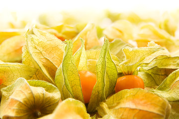 Physalis